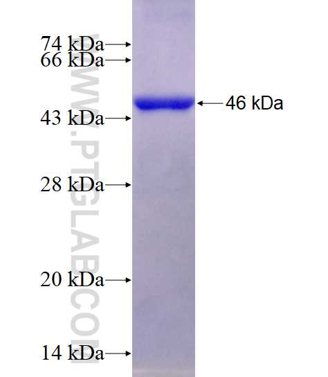 TNK1 fusion protein Ag5402 SDS-PAGE