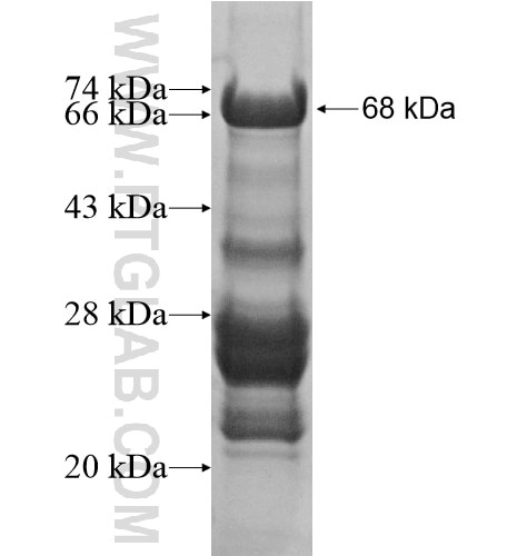 TNKS fusion protein Ag12597 SDS-PAGE