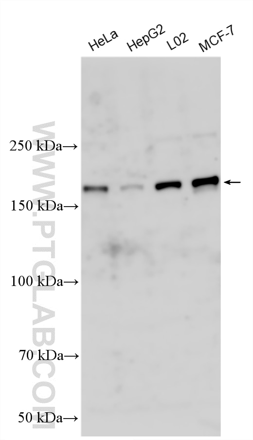 Western Blot (WB) analysis of various lysates using TNKS1BP1 Polyclonal antibody (55323-1-AP)