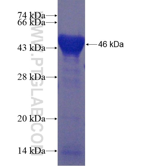 TNN fusion protein Ag19873 SDS-PAGE