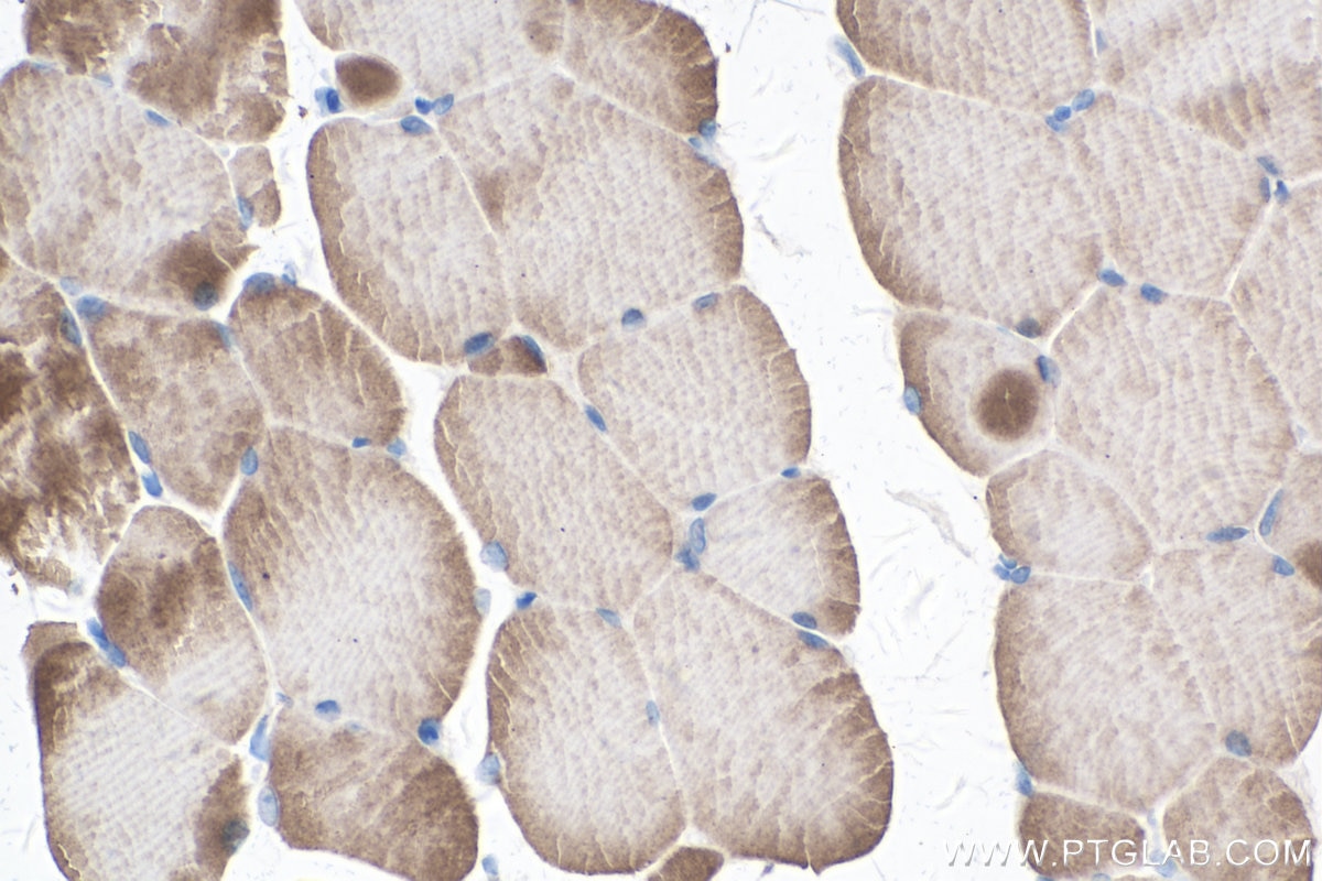 IHC staining of mouse skeletal muscle using 15875-1-AP