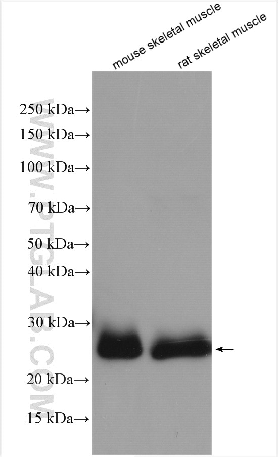 Western Blot (WB) analysis of various lysates using TNNI1 Polyclonal antibody (16102-1-AP)