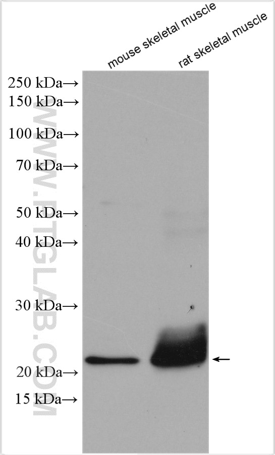 Western Blot (WB) analysis of various lysates using TNNI1 Polyclonal antibody (22253-1-AP)