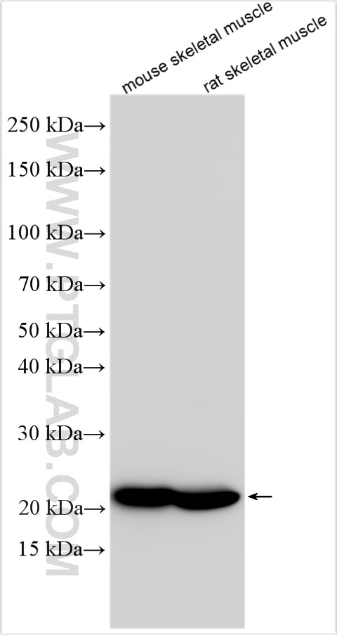 Western Blot (WB) analysis of various lysates using TNNI2 Polyclonal antibody (11634-1-AP)