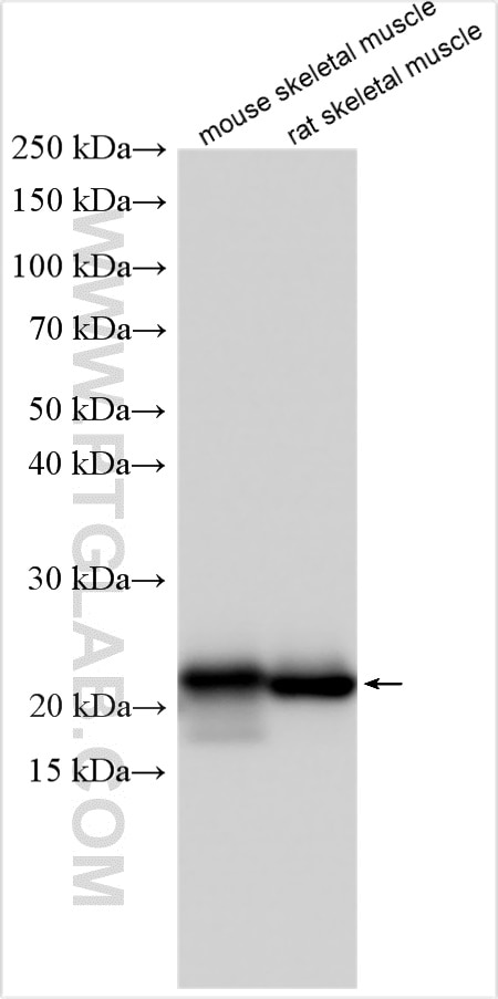 Western Blot (WB) analysis of various lysates using TNNI2 Polyclonal antibody (22130-1-AP)