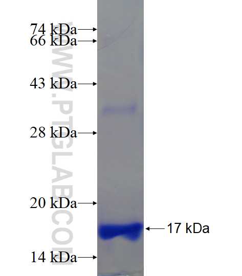 TNNI2 fusion protein Ag17861 SDS-PAGE