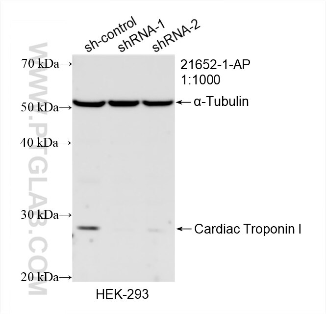 WB analysis of HEK-293 using 21652-1-AP