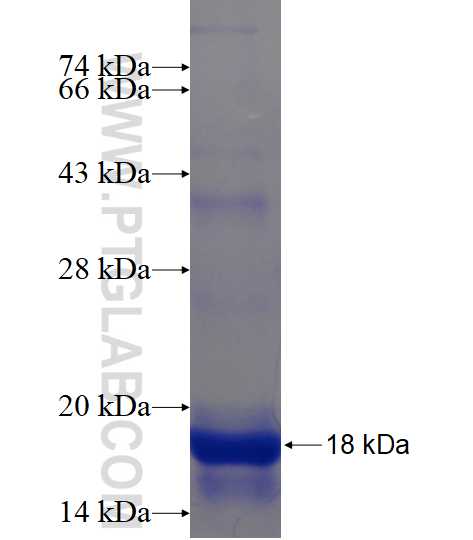 TNNI3 fusion protein Ag16758 SDS-PAGE