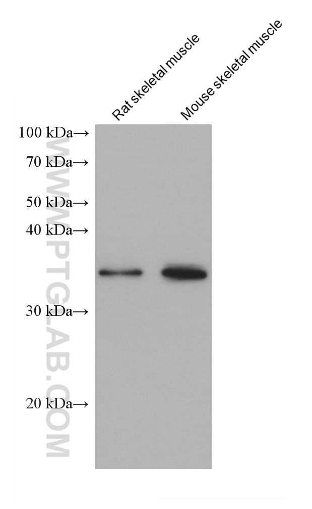Western Blot (WB) analysis of various lysates using TNNT1 Monoclonal antibody (68631-1-Ig)