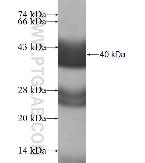 TNNT1 fusion protein Ag8919 SDS-PAGE