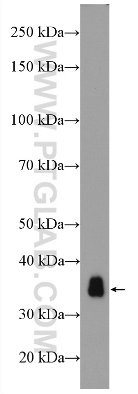 Western Blot (WB) analysis of mouse skeletal muscle tissue using Cardiac Troponin T Polyclonal antibody (15513-1-AP)