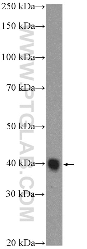 Western Blot (WB) analysis of mouse heart tissue using Cardiac Troponin T Polyclonal antibody (15513-1-AP)