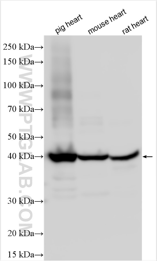 Western Blot (WB) analysis of various lysates using Cardiac Troponin T Polyclonal antibody (15513-1-AP)