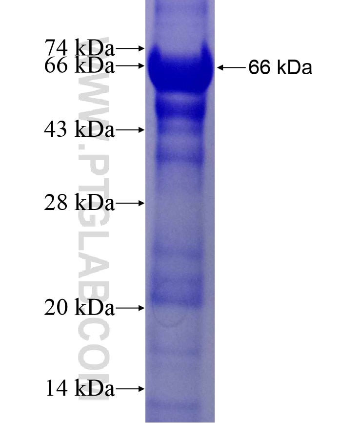 cTnT fusion protein Ag7716 SDS-PAGE
