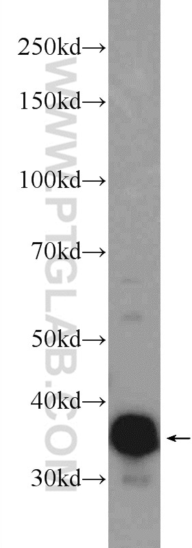 Western Blot (WB) analysis of rat skeletal muscle tissue using TNNT3 Polyclonal antibody (19729-1-AP)