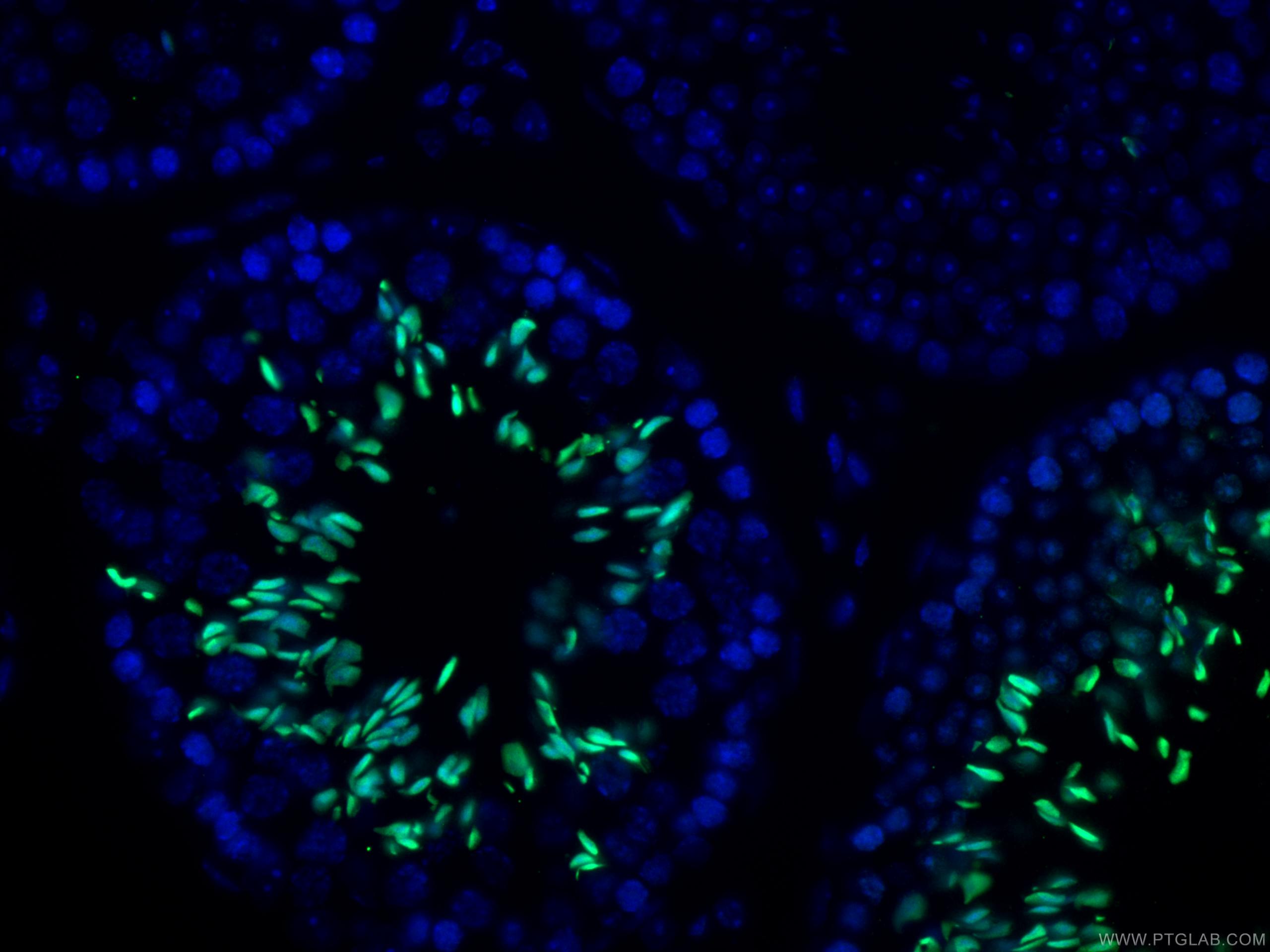 Immunofluorescence (IF) / fluorescent staining of mouse testis tissue using TNP1 Polyclonal antibody (17178-1-AP)