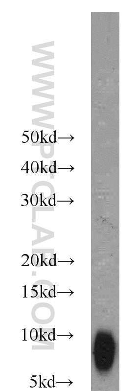 Western Blot (WB) analysis of mouse testis tissue using TNP1 Polyclonal antibody (17178-1-AP)