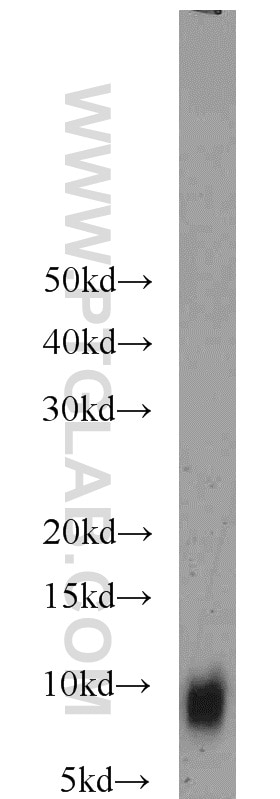 Western Blot (WB) analysis of mouse testis tissue using TNP1 Polyclonal antibody (17178-1-AP)