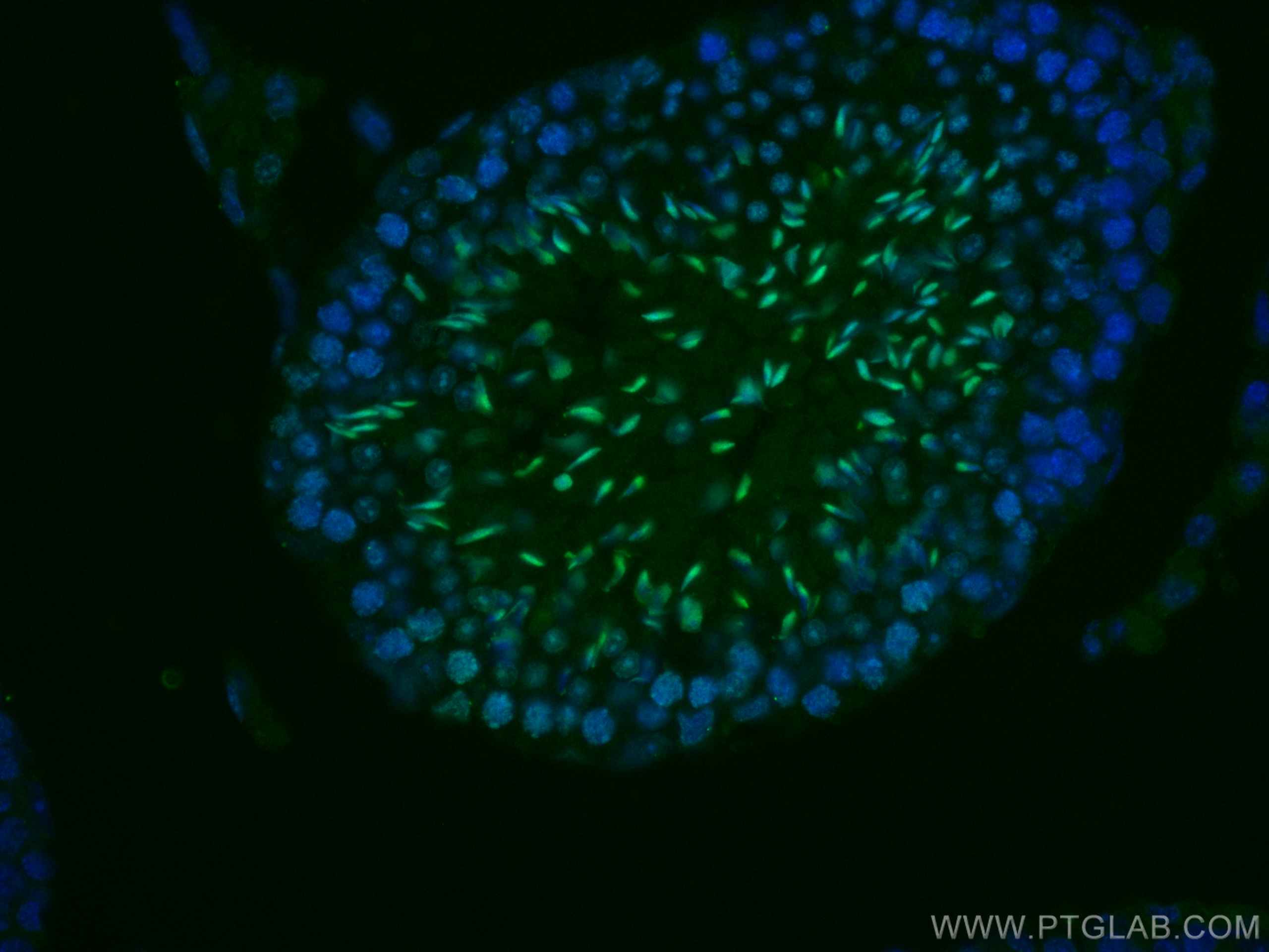 Immunofluorescence (IF) / fluorescent staining of mouse testis tissue using CoraLite® Plus 488-conjugated TNP1 Polyclonal anti (CL488-17178)