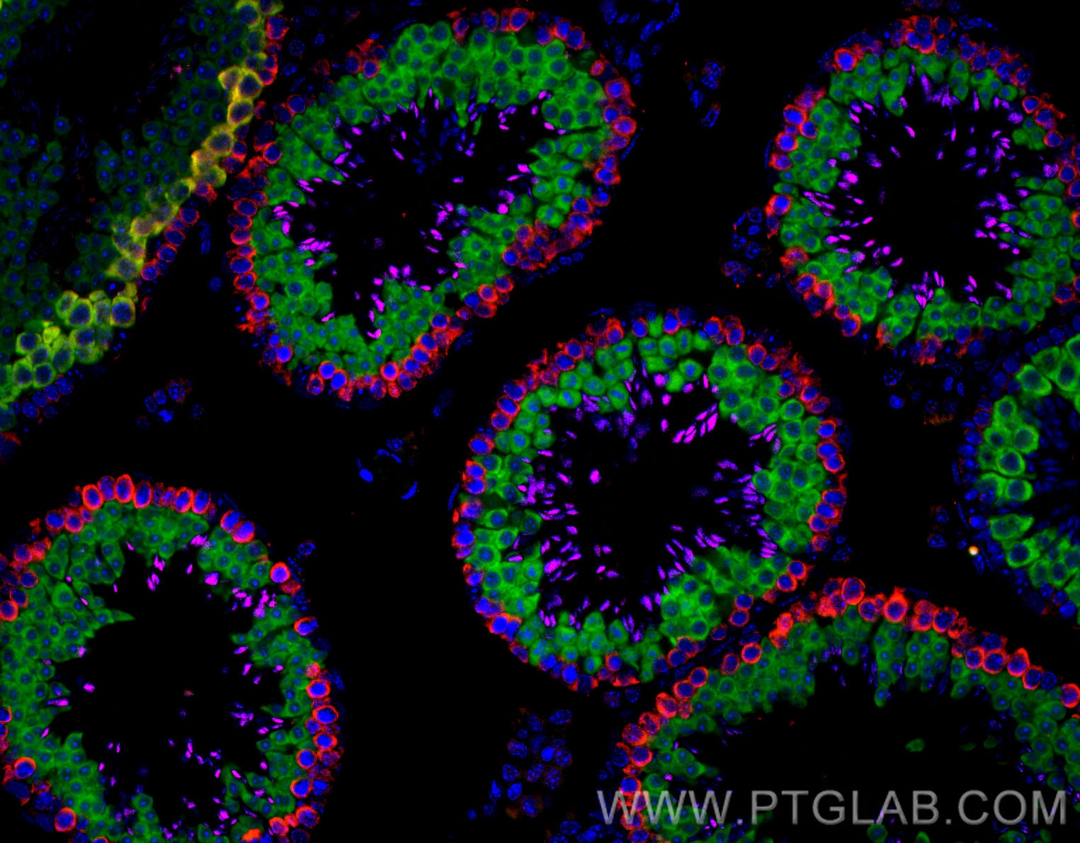 Immunofluorescence (IF) / fluorescent staining of mouse testis tissue using CoraLite® Plus 647-conjugated TNP1 Polyclonal anti (CL647-17178)