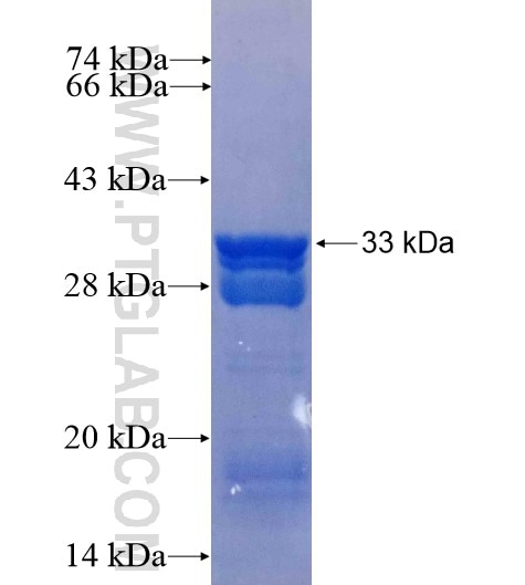 TNP1 fusion protein Ag10890 SDS-PAGE