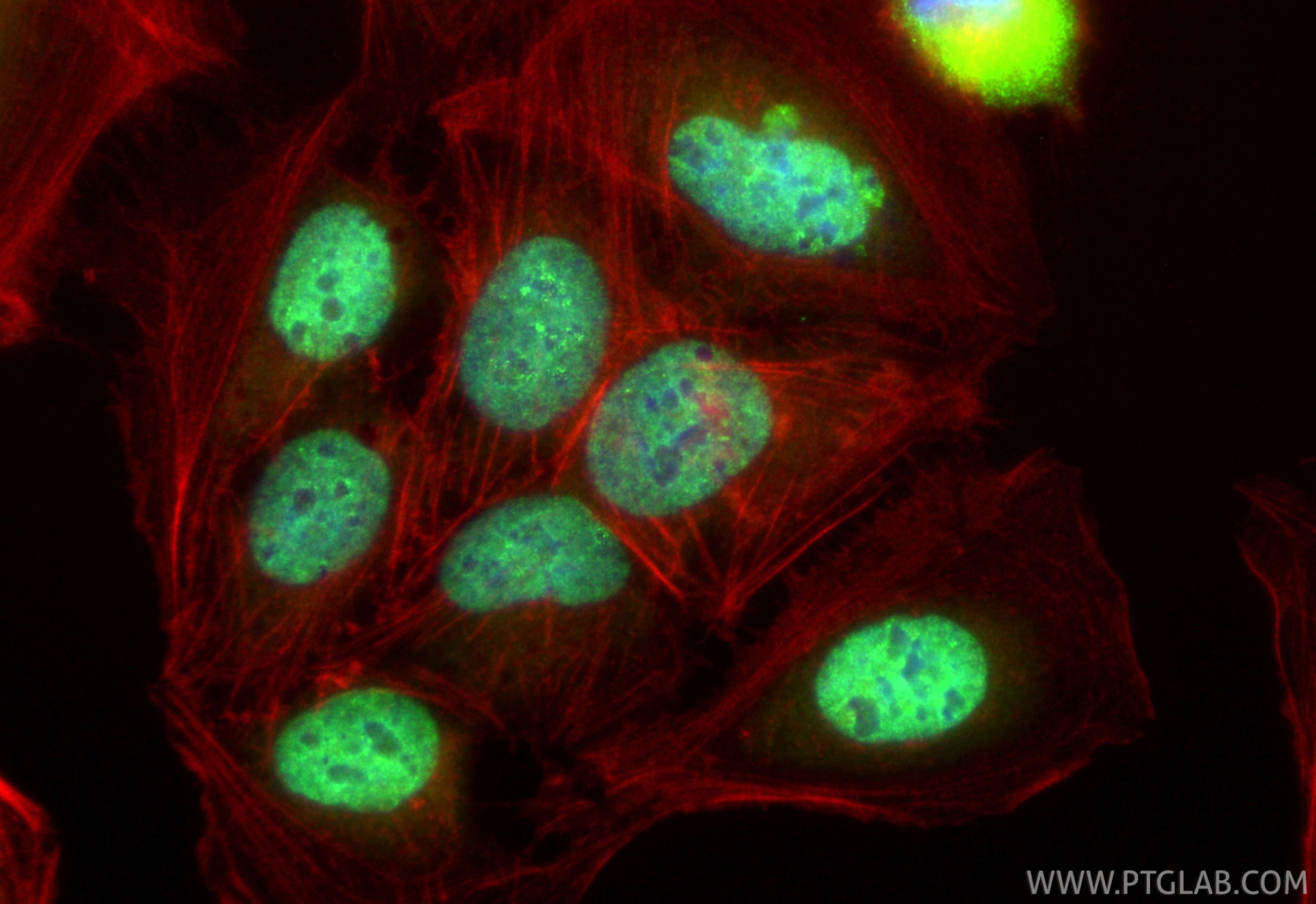 Immunofluorescence (IF) / fluorescent staining of U2OS cells using CoraLite® Plus 488-conjugated TNPO1 Recombinant an (CL488-85007-2)