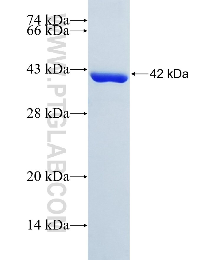 TNPO2 fusion protein Ag12229 SDS-PAGE