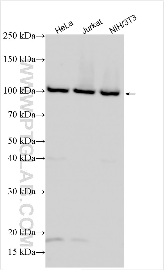 Western Blot (WB) analysis of various lysates using TNPO3 Polyclonal antibody (15980-1-AP)