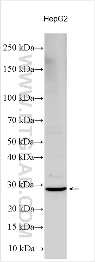 Western Blot (WB) analysis of various lysates using TNRC18 Polyclonal antibody (32165-1-AP)