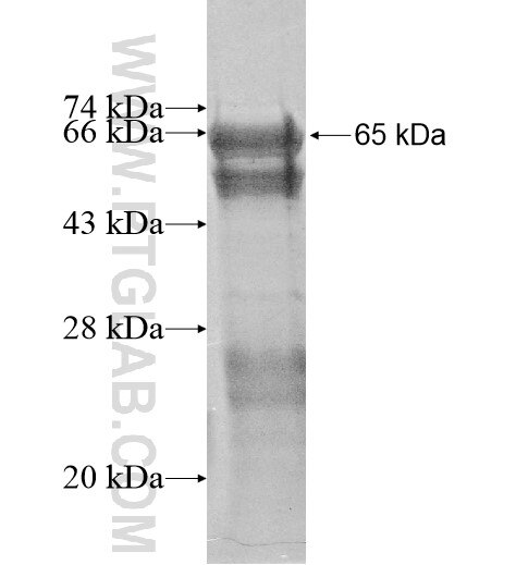 TNRC6B fusion protein Ag11644 SDS-PAGE