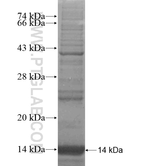 TNS3 fusion protein Ag19617 SDS-PAGE