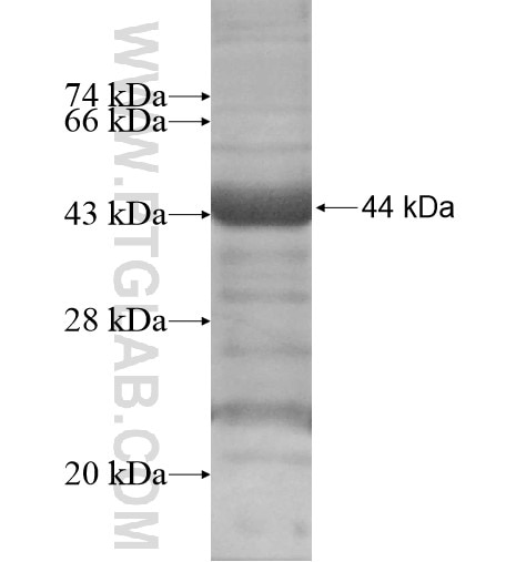 TNS4 fusion protein Ag14438 SDS-PAGE