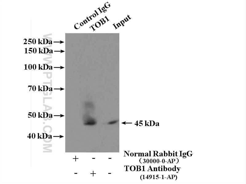 Immunoprecipitation (IP) experiment of HeLa cells using TOB1 Polyclonal antibody (14915-1-AP)