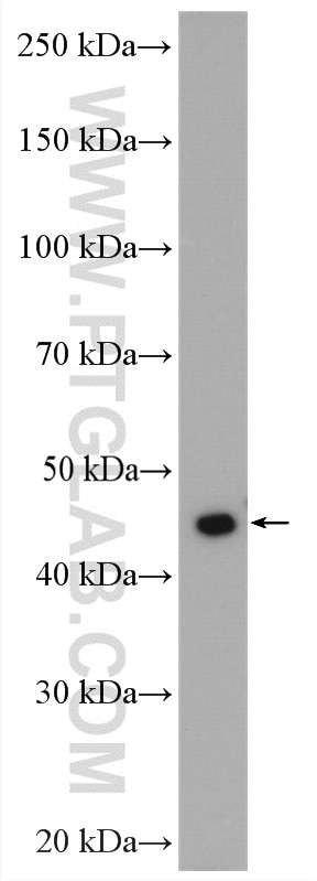 Western Blot (WB) analysis of HeLa cells using TOB1 Polyclonal antibody (14915-1-AP)