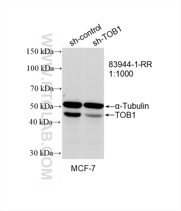 Western Blot (WB) analysis of MCF-7 cells using TOB1 Recombinant antibody (83944-1-RR)