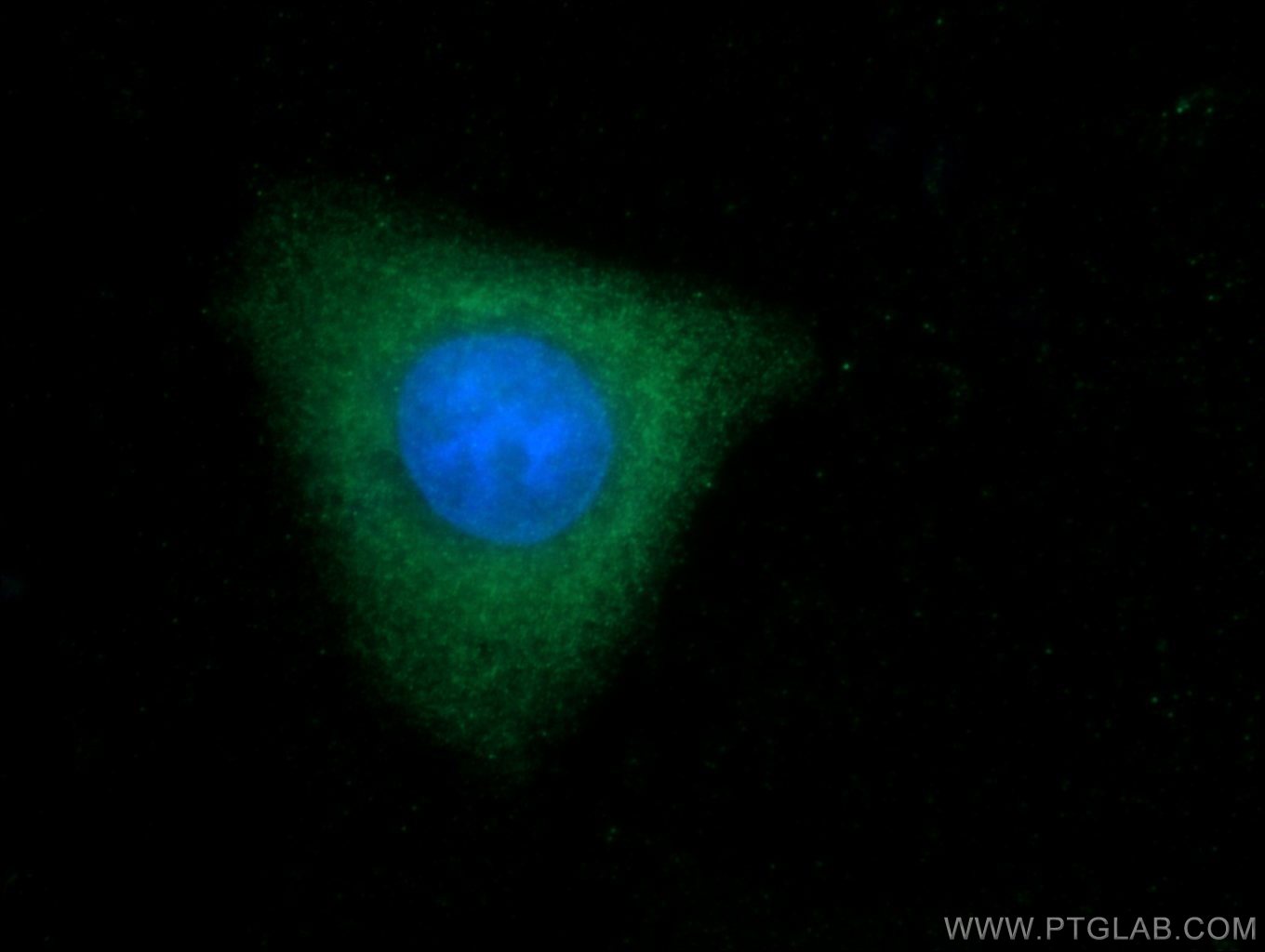 Immunofluorescence (IF) / fluorescent staining of HepG2 cells using TOB2 Polyclonal antibody (13607-1-AP)