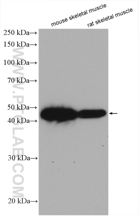 Western Blot (WB) analysis of various lysates using TOB2 Polyclonal antibody (13607-1-AP)