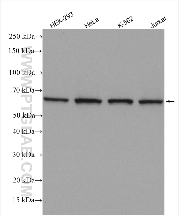 Western Blot (WB) analysis of various lysates using TOE1 Polyclonal antibody (16203-1-AP)