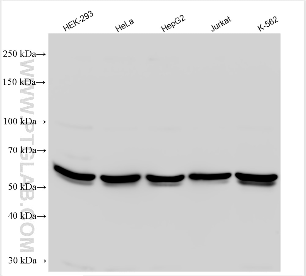 Western Blot (WB) analysis of various lysates using TOE1 Polyclonal antibody (30221-1-AP)