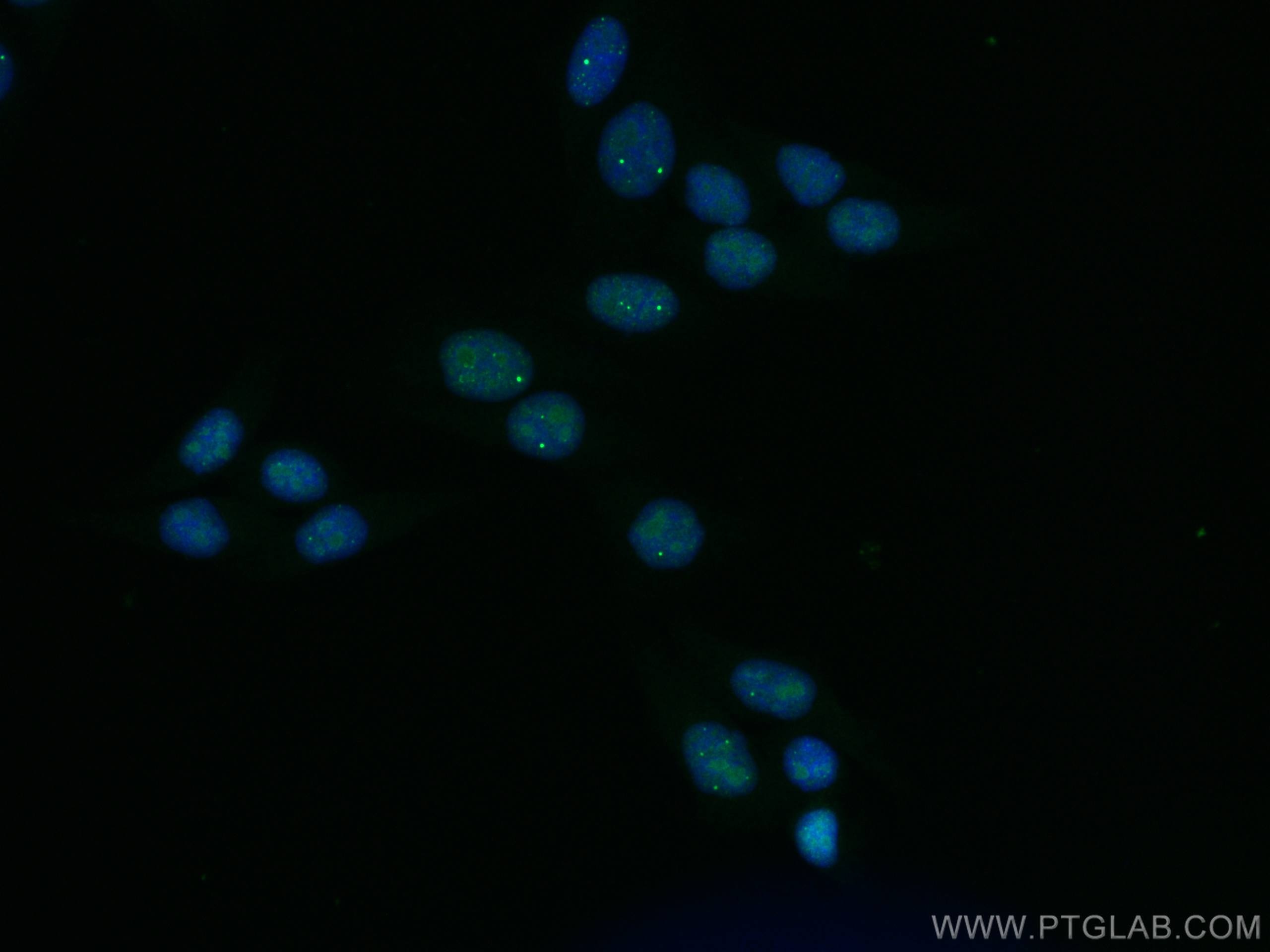 Immunofluorescence (IF) / fluorescent staining of HepG2 cells using TOE1 Monoclonal antibody (67829-1-Ig)