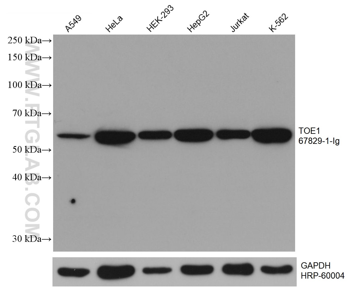 Western Blot (WB) analysis of various lysates using TOE1 Monoclonal antibody (67829-1-Ig)