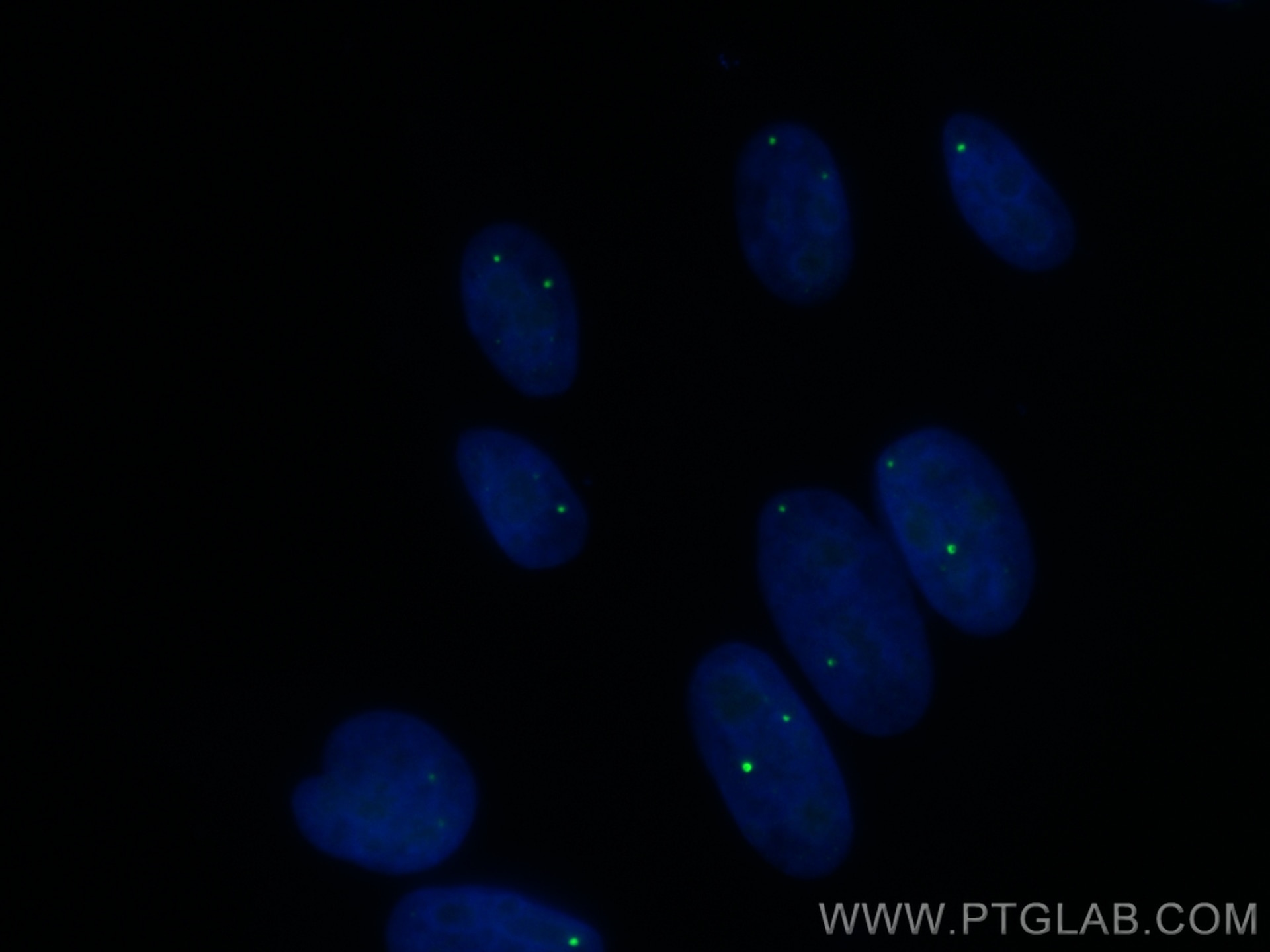 Immunofluorescence (IF) / fluorescent staining of HepG2 cells using CoraLite® Plus 488-conjugated TOE1 Monoclonal anti (CL488-67829)
