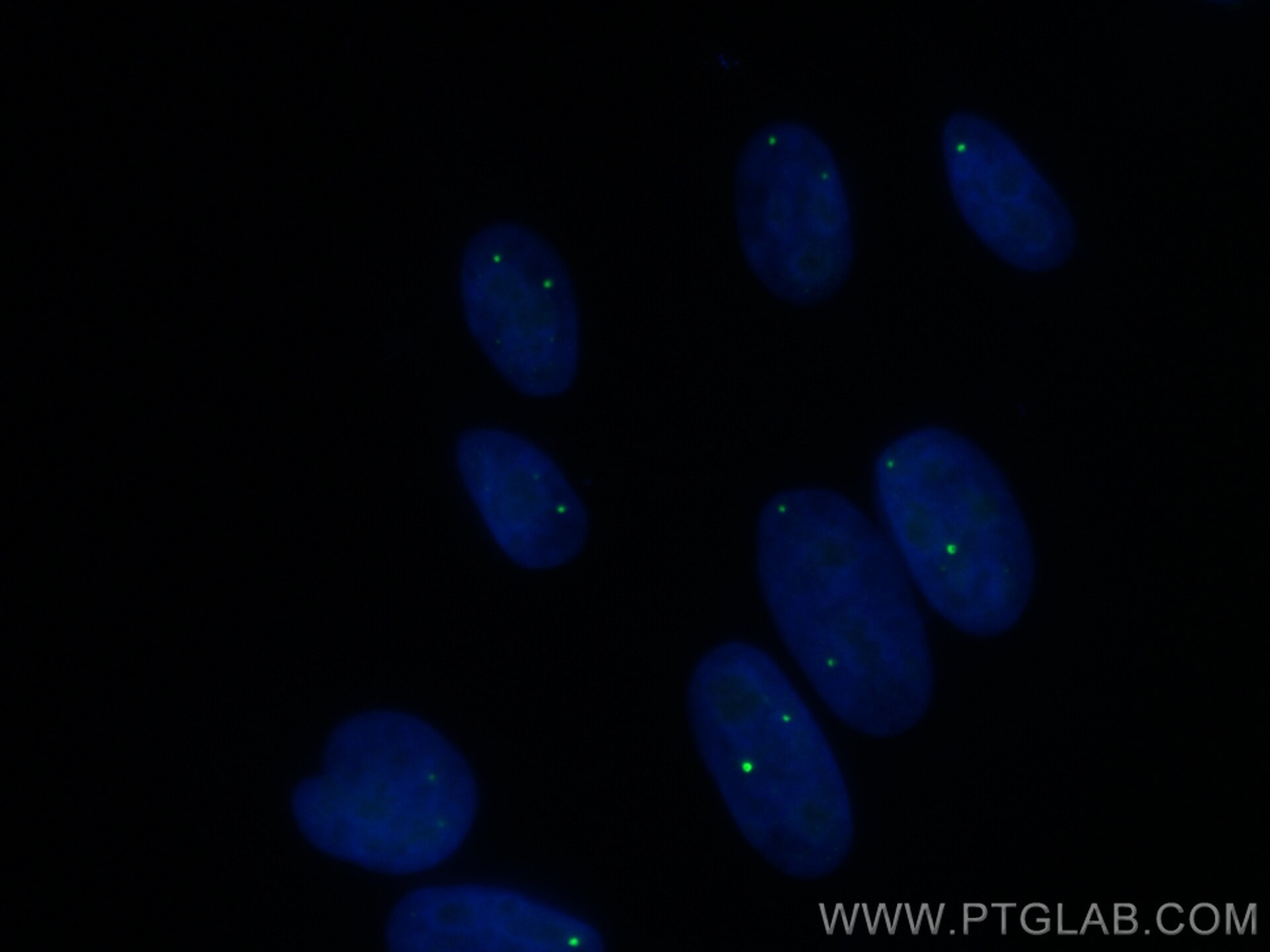 IF Staining of HepG2 using CL488-67829