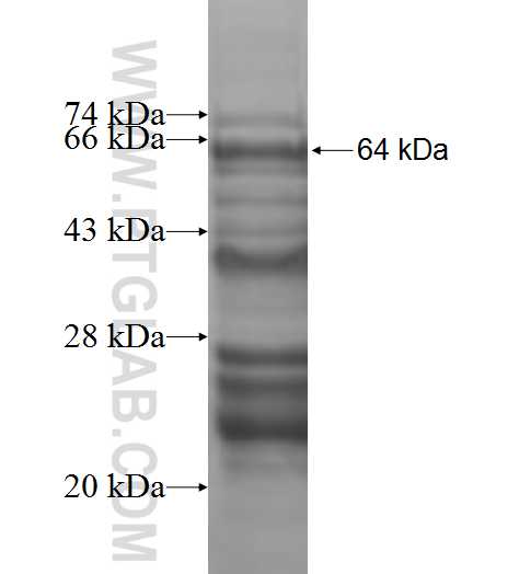 TOE1 fusion protein Ag9172 SDS-PAGE