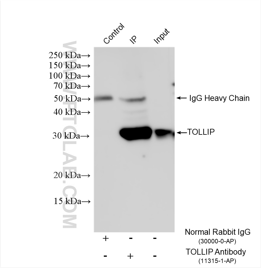IP result of anti-TOLLIP (IP:11315-1-AP, 4ug; Detection:11315-1-AP 1:3000) with PC-3 cells lysate 1400 ug. Immunoprecipitation (IP) experiment of PC-3 cells using TOLLIP Polyclonal antibody (11315-1-AP)