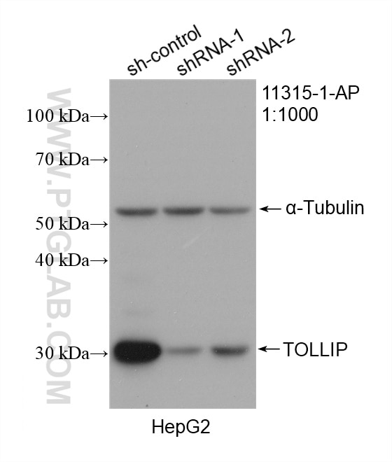 Western Blot (WB) analysis of HepG2 cells using TOLLIP Polyclonal antibody (11315-1-AP)