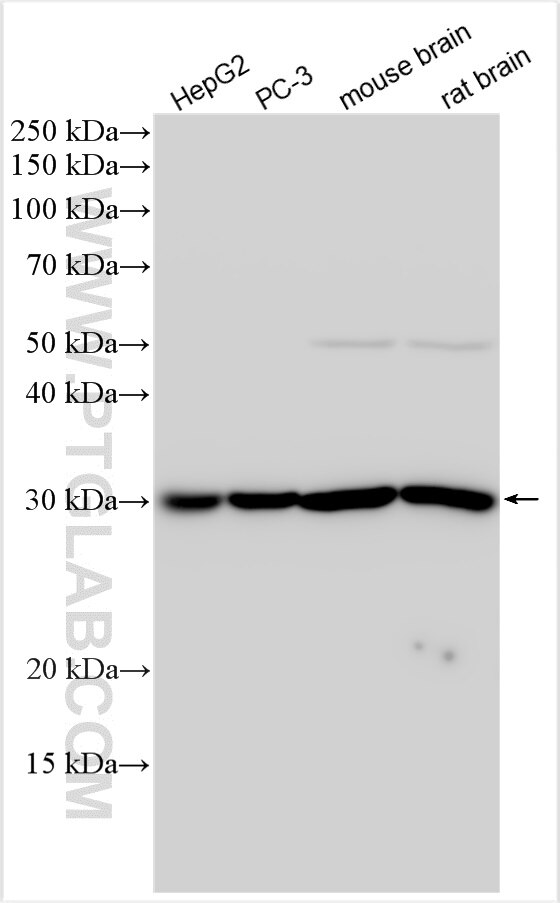 Western Blot (WB) analysis of various lysates using TOLLIP Polyclonal antibody (11315-1-AP)