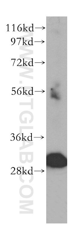 Western Blot (WB) analysis of PC-3 cells using TOLLIP Polyclonal antibody (11315-1-AP)