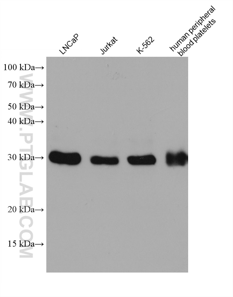 Western Blot (WB) analysis of various lysates using TOLLIP Monoclonal antibody (68170-1-Ig)