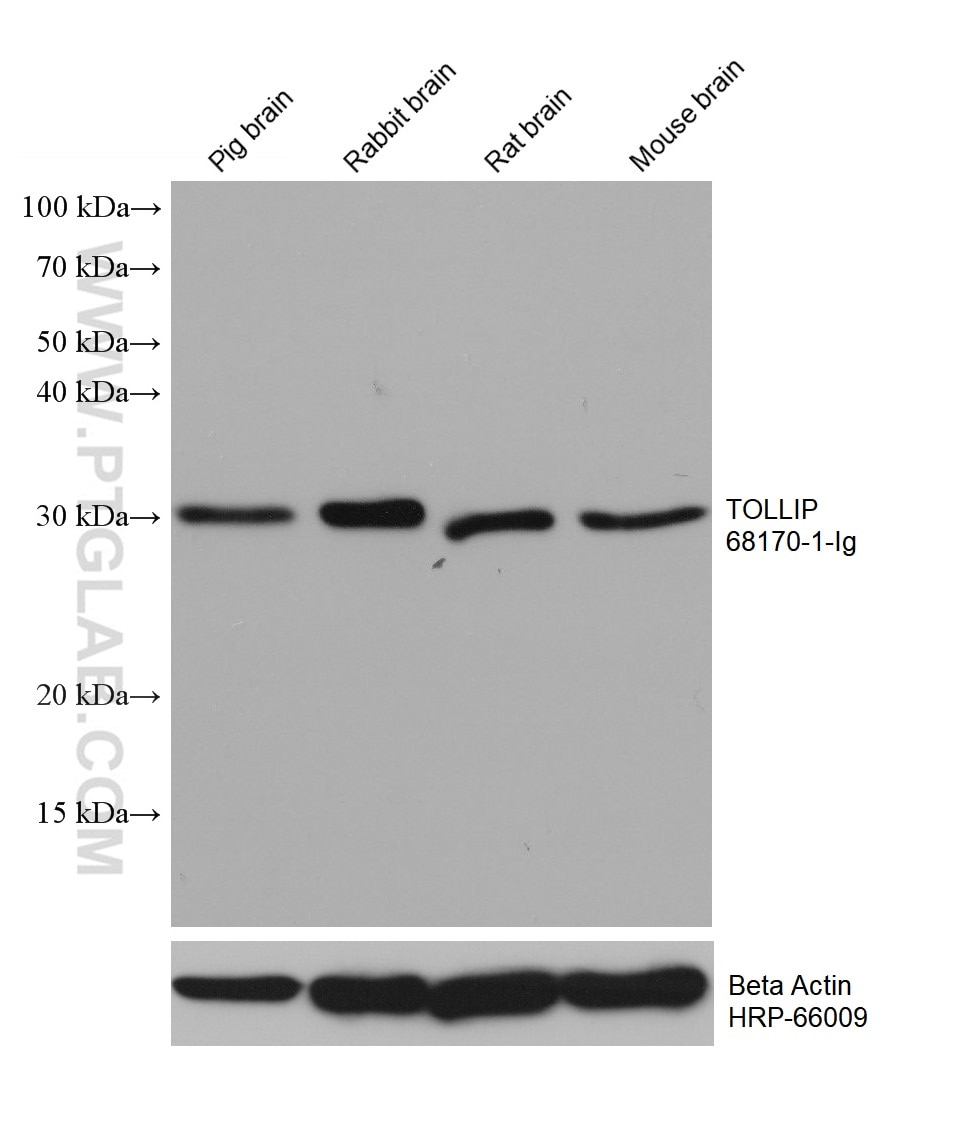 Western Blot (WB) analysis of various lysates using TOLLIP Monoclonal antibody (68170-1-Ig)
